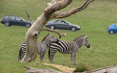 Longleat House i safari