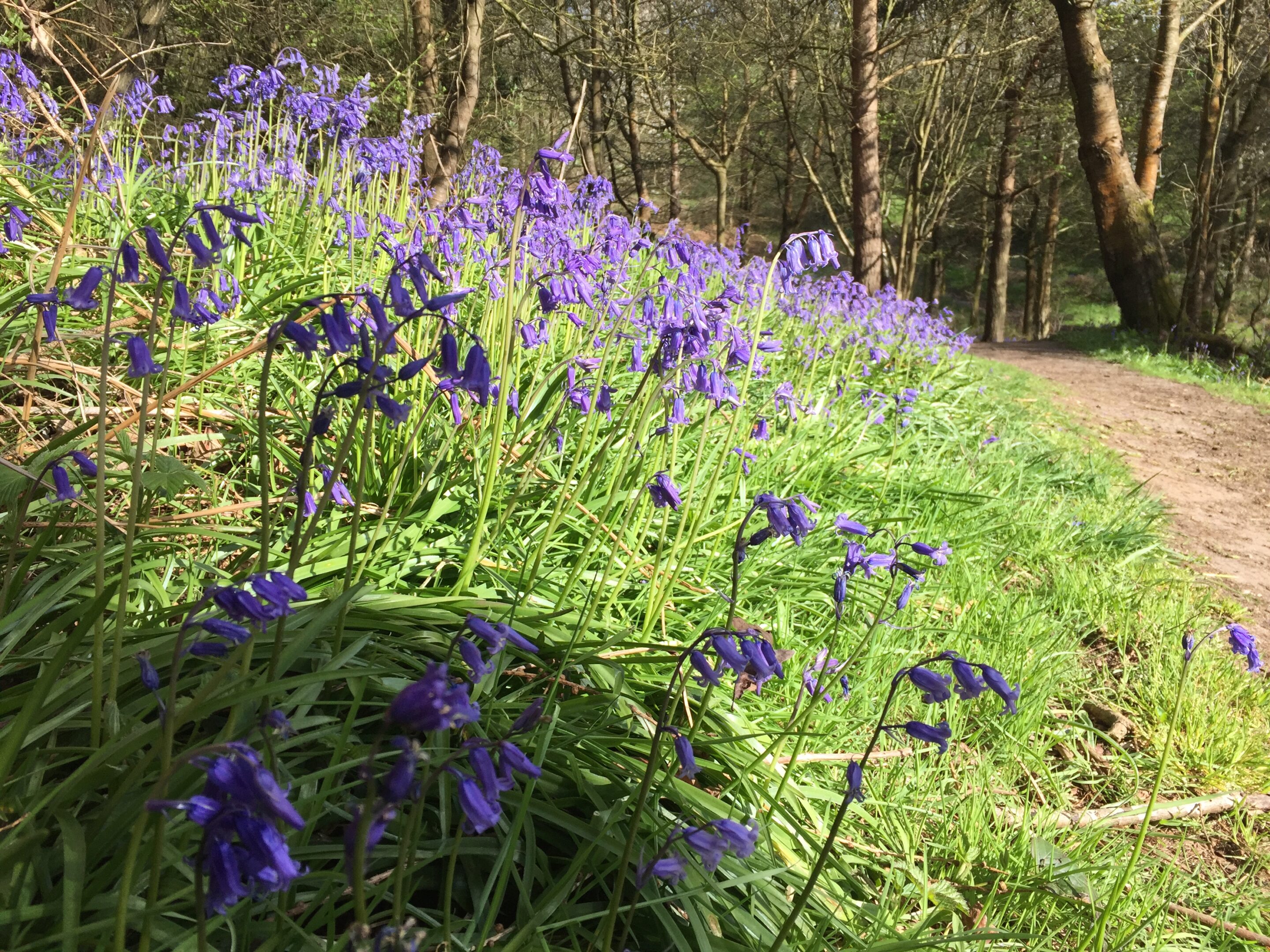 Shotover Park