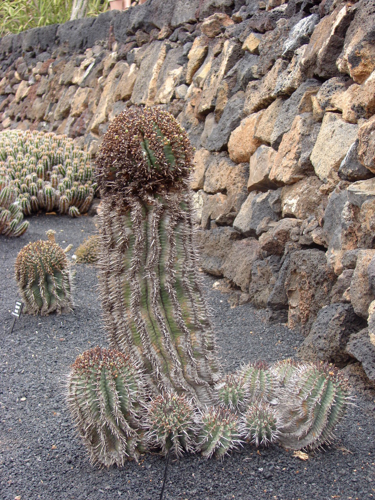 Guatiza i ogród kaktusiany